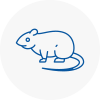 Rat Control Boston