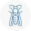 Boston Wasp Nest Removal